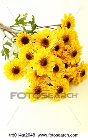 Stock Photo - chrysanthemum, flowerbunch, flower, plant, indoor, object, blossom. Fotosearch