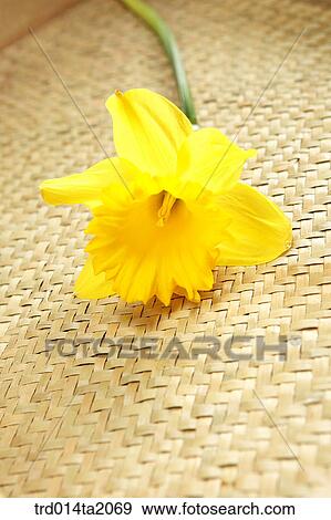 daffodil, flower, plant, a cluster, indoor, blossom View Large Photo Image Stock Photo - daffodil, flower, plant, a cluster, indoor, blossom. Fotosearch