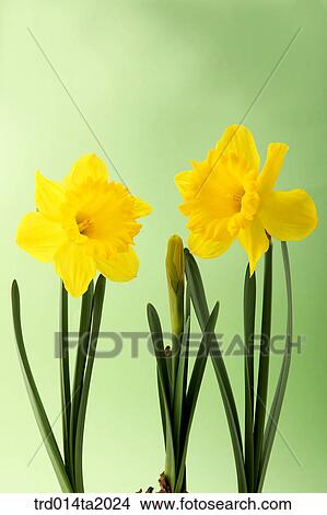 daffodil, flower, plant, indoor, blossom View Large Photo Image Picture - daffodil, flower, plant, indoor, blossom. Fotosearch