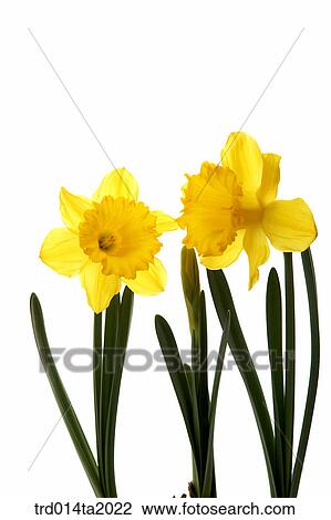 Stock Image - daffodil, flower, plant, indoor, object, blossom. Fotosearch