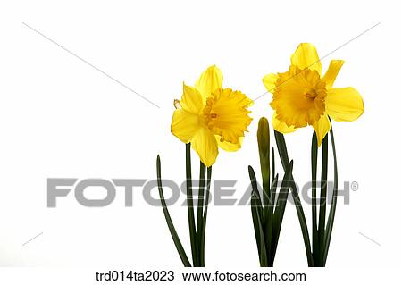 daffodil, flower, plant, indoor, object, blossom View Large Photo Image Stock Image - daffodil, flower, plant, indoor, object, blossom. Fotosearch