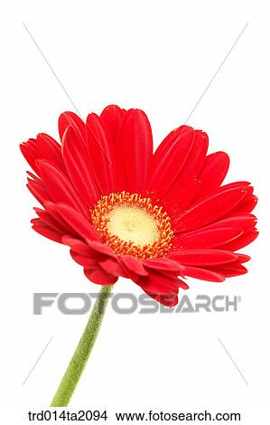 flower, plant, a cluster, indoor, close up, object, blossom View Large Photo Image Picture - flower, plant, a cluster, indoor, close up, object, blossom. Fotosearch