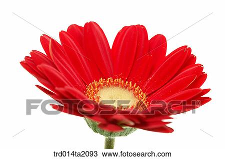 flower, plant, a cluster, indoor, close up, object, blossom View Large Photo Image Stock Image - flower, plant, a cluster, indoor, close up, object, blossom. Fotosearch