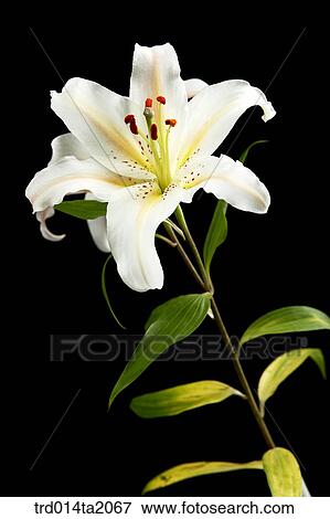 flower, plant, a cluster, indoor, object, blossom View Large Photo Image Stock Photo - flower, plant, a cluster, indoor, object, blossom. Fotosearch