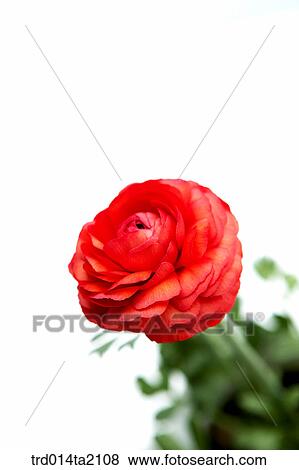 flower, plant, a cluster, indoor, object, blossom View Large Photo Image Stock Photo - flower, plant, a cluster, indoor, object, blossom. Fotosearch