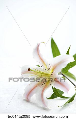 flower, plant, a cluster, indoor, object, blossom View Large Photo Image Stock Photography - flower, plant, a cluster, indoor, object, blossom. Fotosearch