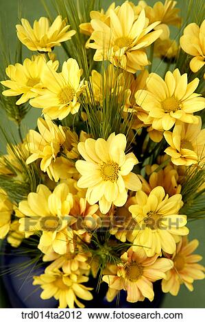 Stock Image - flower vase, chrysanthemum, decoration, flower, plant, indoor, blossom. Fotosearch