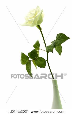 flower vase, decoration, rose, white rose, rose flower, plant, flower View Large Photo Image Stock Image - flower vase, decoration, rose, white rose, rose flower, plant, flower. Fotosearch