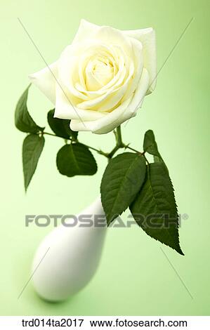 flower vase, decoration, rose, white rose, rose flower, plant, flower View Large Photo Image Stock Photo - flower vase, decoration, rose, white rose, rose flower, plant, flower. Fotosearch