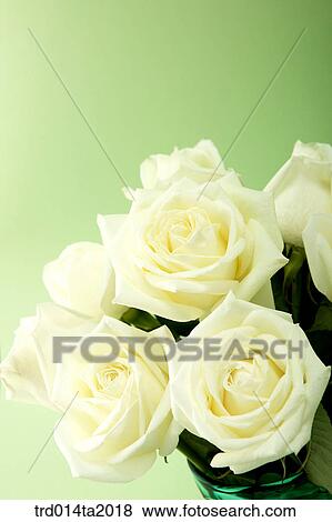 flower vase, decoration, rose, white rose, rose flower, plant, flower View Large Photo Image Stock Photo - flower vase, decoration, rose, white rose, rose flower, plant, flower. Fotosearch