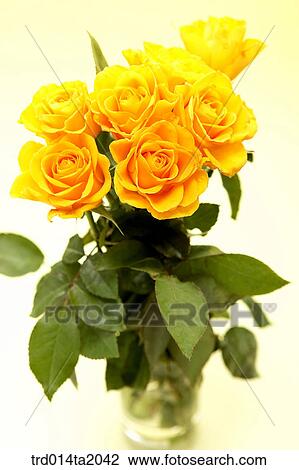 flower vase, decoration, rose, yellow rose, rose flower, plant, flower View Large Photo Image Stock Image - flower vase, decoration, rose, yellow rose, rose flower, plant, flower. Fotosearch