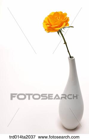 flower vase, decoration, rose, yellow rose, rose flower, plant, flower View Large Photo Image Stock Photo - flower vase, decoration, rose, yellow rose, rose flower, plant, flower. Fotosearch