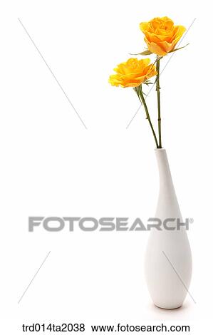 flower vase, decoration, rose, yellow rose, rose flower, plant, flower View Large Photo Image Stock Photo - flower vase, decoration, rose, yellow rose, rose flower, plant, flower. Fotosearch