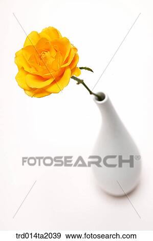 flower vase, decoration, rose, yellow rose, rose flower, plant, flower View Large Photo Image Stock Photo - flower vase, decoration, rose, yellow rose, rose flower, plant, flower. Fotosearch