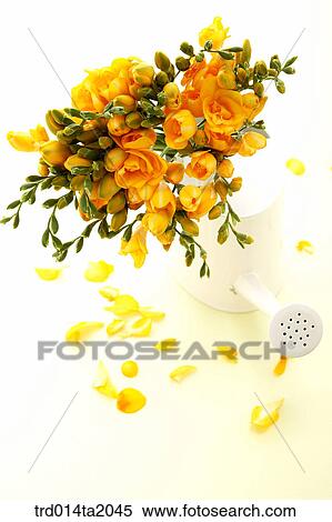 flower vase, decoration, rose, yellow rose, freesiaflowerbunch, plant, flowerbud View Large Photo Image Stock Photography - flower vase, decoration, rose, yellow rose, freesiaflowerbunch, plant, flowerbud. Fotosearch