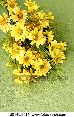 flowerbunch, chrysanthemum, flower, plant, indoor, blossom View Large Photo Image Stock Photography - flowerbunch, chrysanthemum, flower, plant, indoor, blossom. Fotosearch