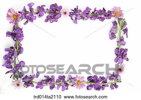 frame, violet, plant, decoration, flower, plant, indoor View Large Photo Image Stock Image - frame, violet, plant, decoration, flower, plant, indoor. Fotosearch