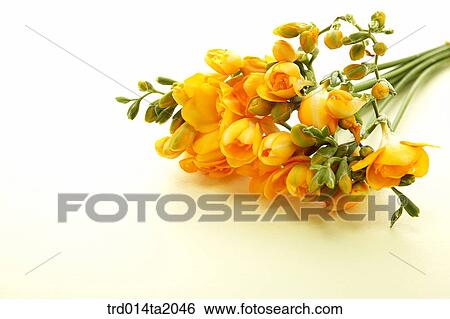 freesia, flowerbunch, flower, plant, indoor, blossom View Large Photo Image Stock Photograph - freesia, flowerbunch, flower, plant, indoor, blossom. Fotosearch
