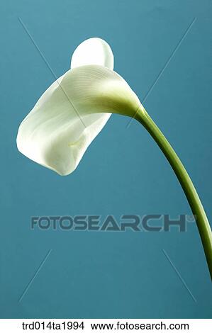 Picture - lily, flower, plant, a cluster, indoor, blossom. Fotosearch