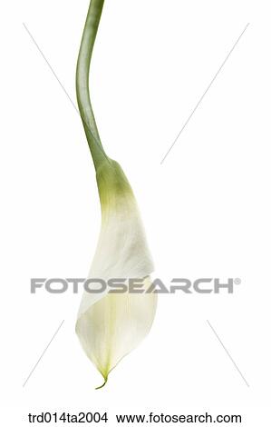 lily, flower, plant, a cluster, indoor, blossom View Large Photo Image Picture - lily, flower, plant, a cluster, indoor, blossom. Fotosearch