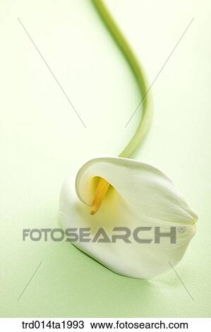 lily, flower, plant, a cluster, indoor, blossom View Large Photo Image Stock Image - lily, flower, plant, a cluster, indoor, blossom. Fotosearch