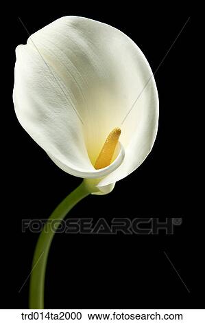 lily, flower, plant, a cluster, indoor, close up, blossom View Large Photo Image Stock Image - lily, flower, plant, a cluster, indoor, close up, blossom. Fotosearch