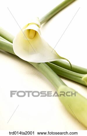 lily, flower, plant, a cluster, indoor, blossom View Large Photo Image Stock Image - lily, flower, plant, a cluster, indoor, blossom. Fotosearch