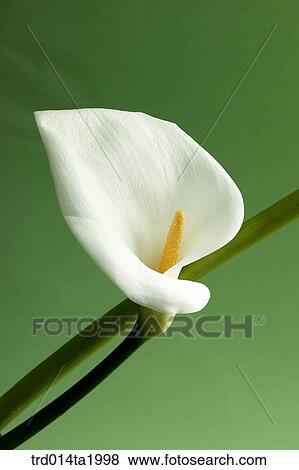 lily, flower, plant, a cluster, indoor, close up, blossom View Large Photo Image Stock Photo - lily, flower, plant, a cluster, indoor, close up, blossom. Fotosearch