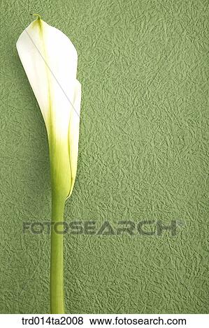 lily, flower, plant, a cluster, indoor, blossom View Large Photo Image Stock Photo - lily, flower, plant, a cluster, indoor, blossom. Fotosearch