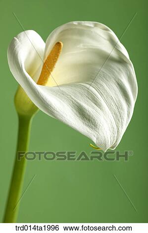 Stock Photograph - lily, flower, plant, a cluster, indoor, close up, blossom. Fotosearch