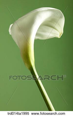lily, flower, plant, a cluster, indoor, blossom View Large Photo Image Stock Photography - lily, flower, plant, a cluster, indoor, blossom. Fotosearch