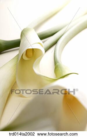 Stock Image - lily, flower, plant, indoor, blossom. Fotosearch