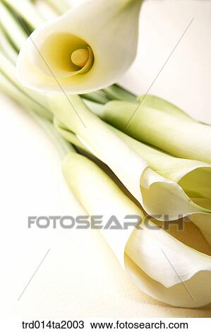 Stock Image - lily, flower, plant, indoor, blossom. Fotosearch