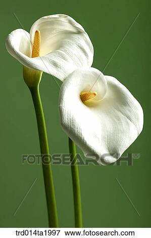 lily, flower, plant, indoor, blossom View Large Photo Image Stock Photo - lily, flower, plant, indoor, blossom. Fotosearch