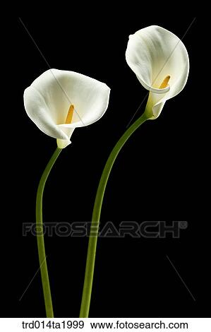 lily, flower, plant, indoor, blossom View Large Photo Image Stock Photo - lily, flower, plant, indoor, blossom. Fotosearch