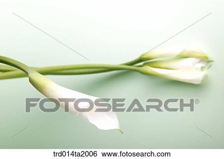 lily, flower, plant, indoor, blossom View Large Photo Image Stock Photograph - lily, flower, plant, indoor, blossom. Fotosearch