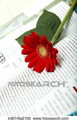 newspaper, magazine, flower, plant, a cluster, indoor, blossom View Large Photo Image Stock Photography - newspaper, magazine, flower, plant, a cluster, indoor, blossom. Fotosearch