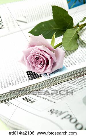 newspaper, magazine, rose, rose flower, plant, flower, plant View Large Photo Image Stock Photograph - newspaper, magazine, rose, rose flower, plant, flower, plant. Fotosearch