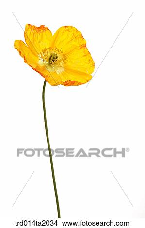 poppy, flower, plant, a cluster, indoor, object, blossom View Large Photo Image Picture - poppy, flower, plant, a cluster, indoor, object, blossom. Fotosearch