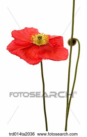 poppy, flower, plant, a cluster, indoor, object, blossom View Large Photo Image Stock Photograph - poppy, flower, plant, a cluster, indoor, object, blossom. Fotosearch
