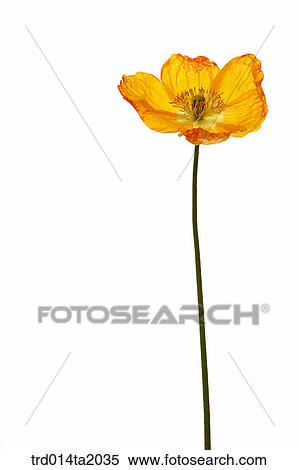 poppy, flower, plant, a cluster, indoor, object, blossom View Large Photo Image Stock Photography - poppy, flower, plant, a cluster, indoor, object, blossom. Fotosearch