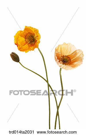 poppy, flower, plant, indoor, object, blossom View Large Photo Image Stock Image - poppy, flower, plant, indoor, object, blossom. Fotosearch