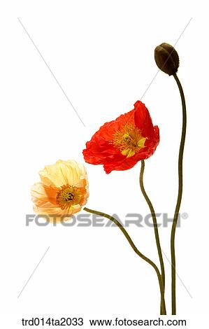 poppy, flower, plant, indoor, object, blossom View Large Photo Image Stock Image - poppy, flower, plant, indoor, object, blossom. Fotosearch