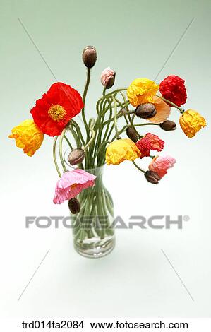 Picture - poppy, flower vase, decoration, flower, plant, indoor, object. Fotosearch