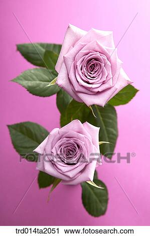 rose, purple rose, rose, purple, rose flower, plant, flower View Large Photo Image Stock Image - rose, purple rose, rose, purple, rose flower, plant, flower. Fotosearch