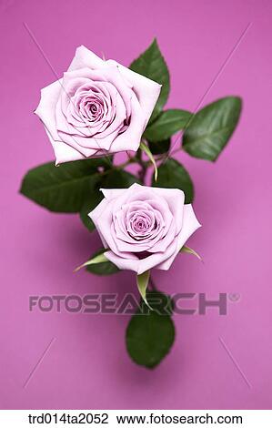 rose, purple rose, rose, purple, rose flower, plant, flower View Large Photo Image Stock Image - rose, purple rose, rose, purple, rose flower, plant, flower. Fotosearch