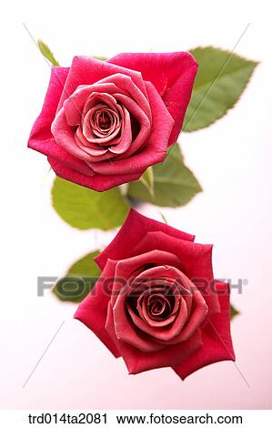 rose, rose flower, plant, flower, plant, indoor, blossom View Large Photo Image Stock Image - rose, rose flower, plant, flower, plant, indoor, blossom. Fotosearch