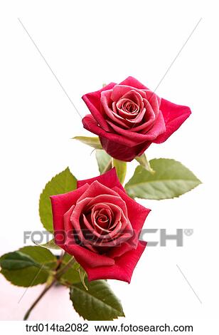 Stock Image - rose, rose flower, plant, flower, plant, indoor, object. Fotosearch