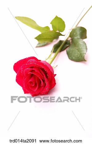 Stock Image - rose, rose flower, plant, flower, plant, a cluster, indoor. Fotosearch
