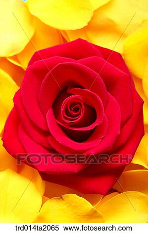rose, rose flower, plant, flower, plant, a cluster, indoor View Large Photo Image Stock Photography - rose, rose flower, plant, flower, plant, a cluster, indoor. Fotosearch